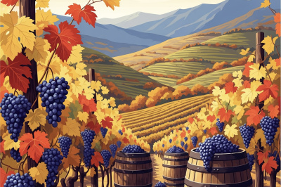 Blue grape harvest