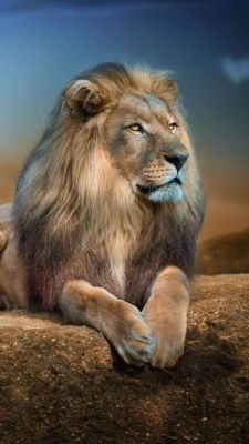 The dignity of the lion