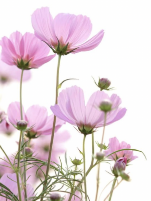 Kosmosblomma