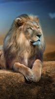 The dignity of the lion