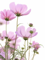Cosmos flower