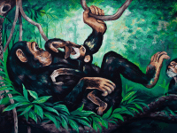 Chimpancés