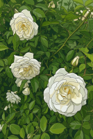 White roses in the garden